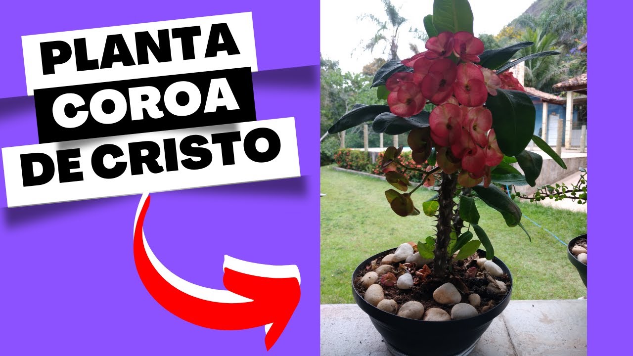 Segredos revelados: Como cuidar da coroa de cristo