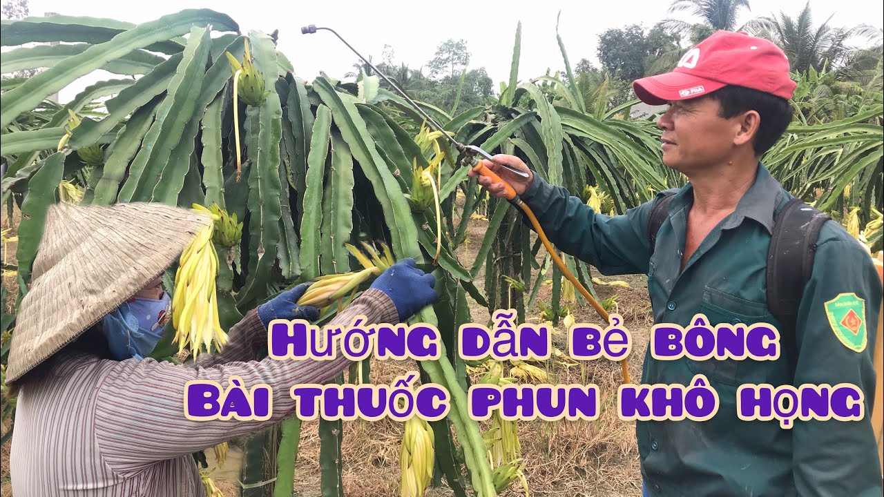 Hướng dẫn kỹ thuật Bẻ Hoa Thanh Long Ruột Đỏ và bài thuốc phun Khô Họng của chị Nông Dân Trà Vinh