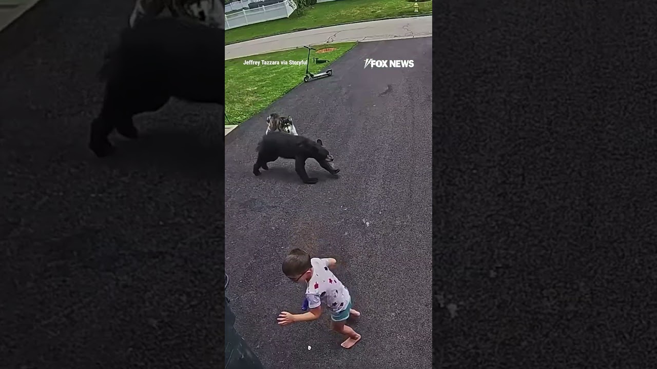 SEE IT: Heroic husky protects child from charging bear attack #foxnews #news #shorts #dog #animals