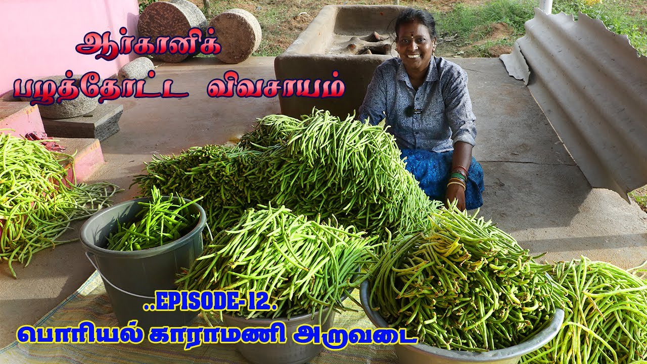 ஆர்கானிக் பழத்தோட்ட விவசாயம்-Episode 12 |பொரியல் காராமணி அறுவடை |Multivariate fruit farming#farming