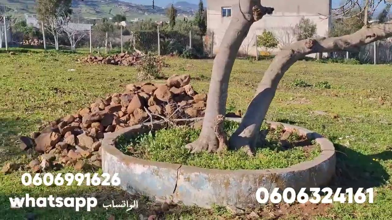 قطعة ارضيه 1500متر محفظة واصلا الماء والضوء والطريق نواحي تطوان 