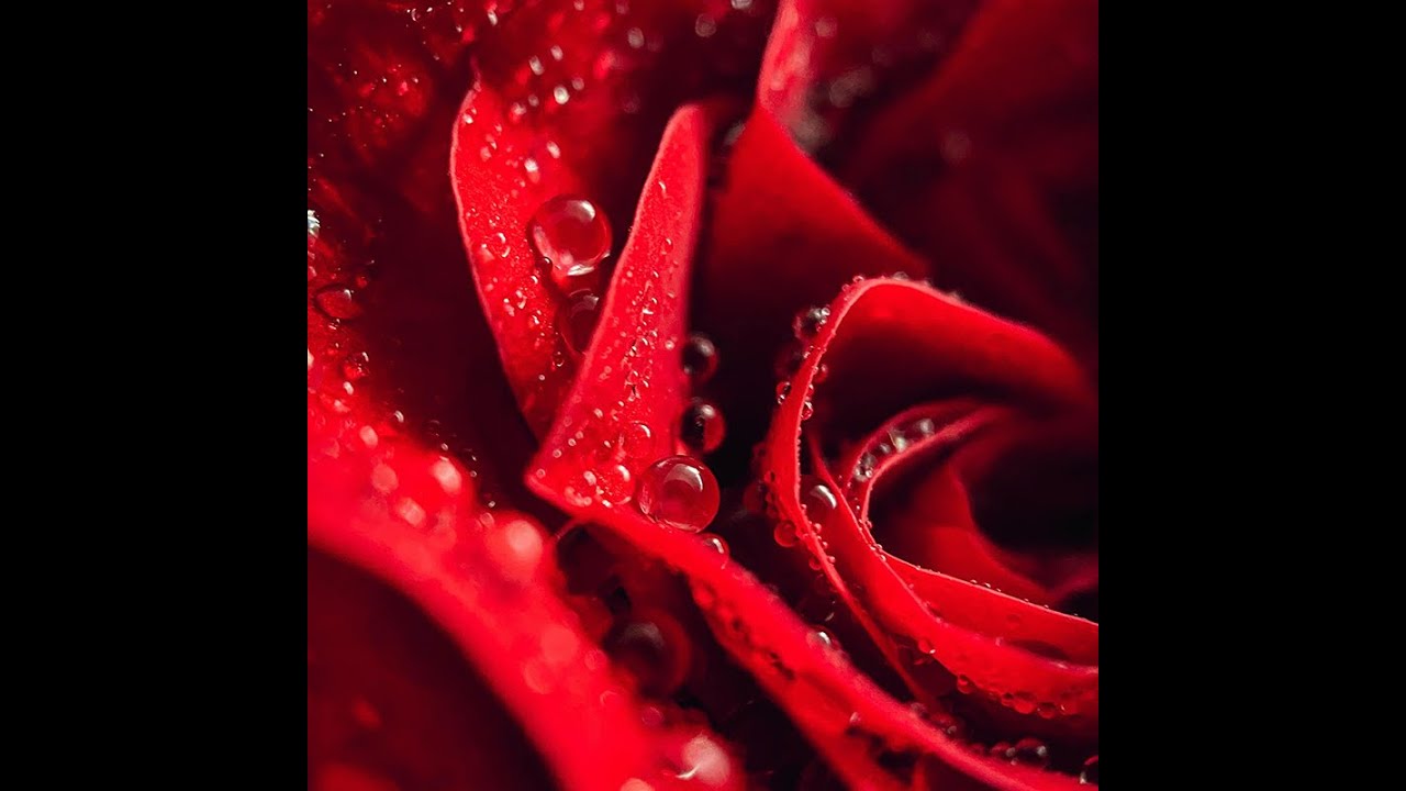 Tera-9 - Ma rose