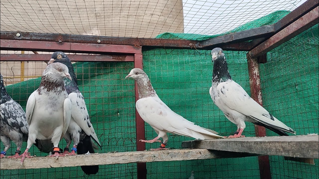 ماشاءاللہ چیمپین چھت کے بریڈر 20جوڑے8000جوڑا  جہلم 03435073582