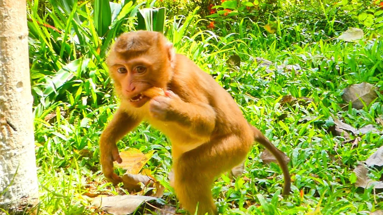 Love you My idol monkey SARO still handsome and friendly with me.