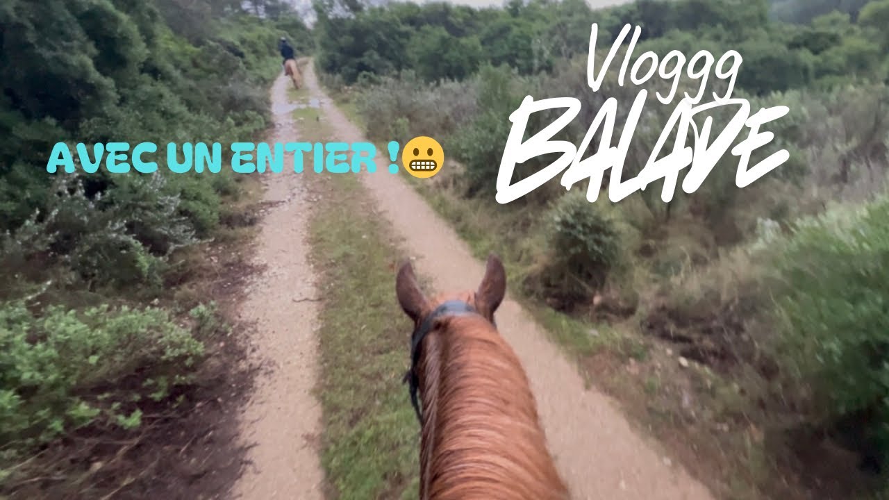 Balade avec ma jument et un entier 😬 