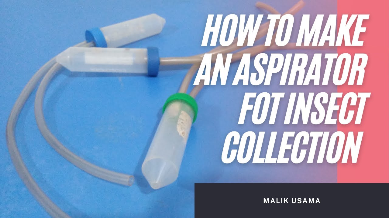 How To Make An Aspirator For Insect Collection | all about insects
