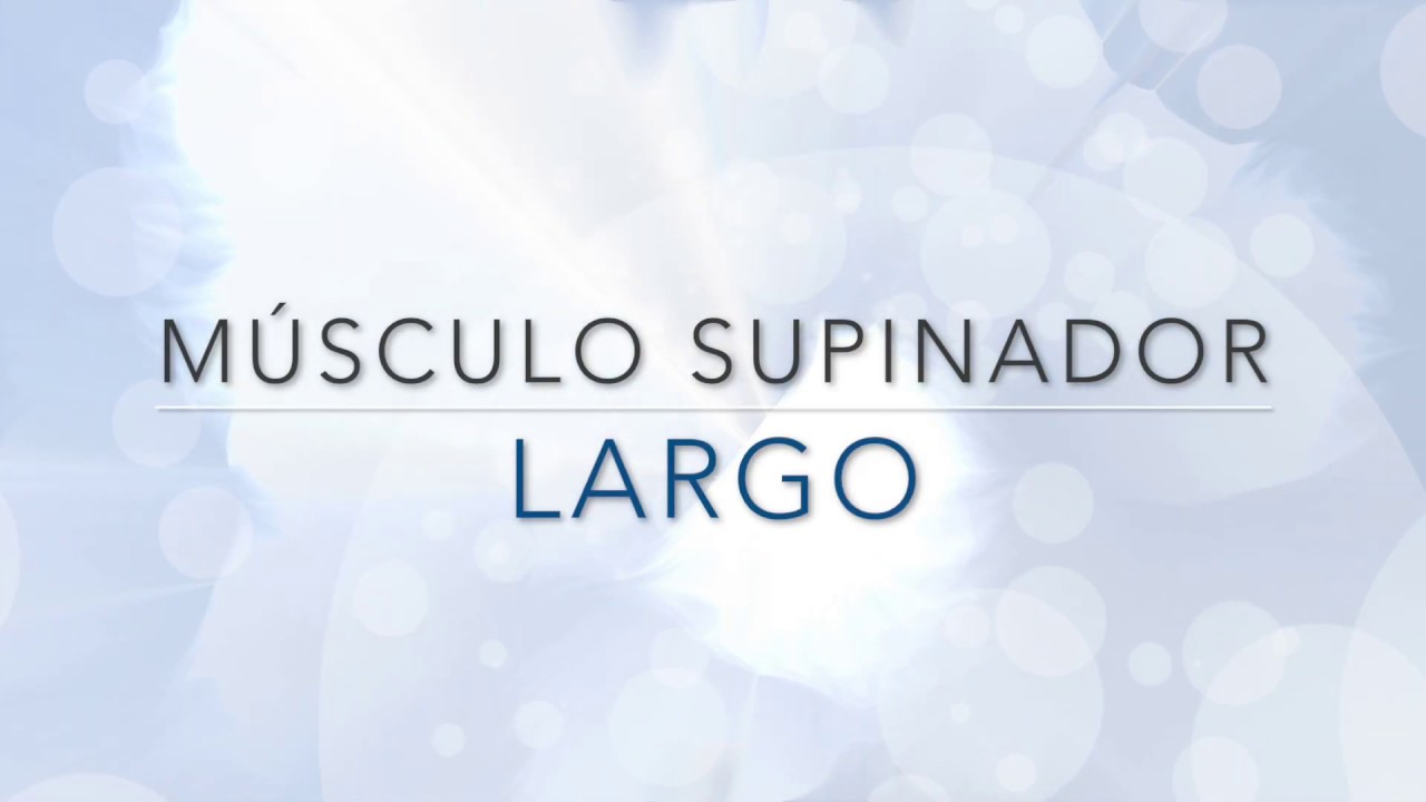 MÚSCULO SUPINADOR LARGO