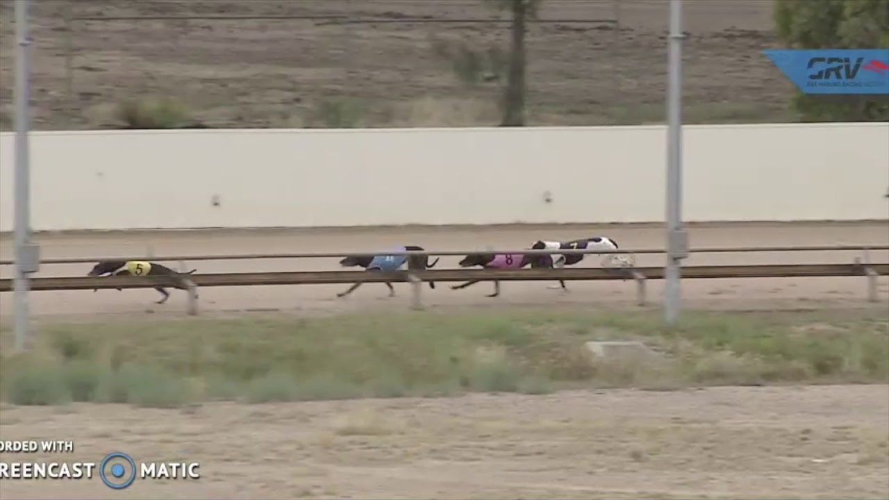 How To Select Greyhound Lays Australian Greyhound Racing Today Racing Tips