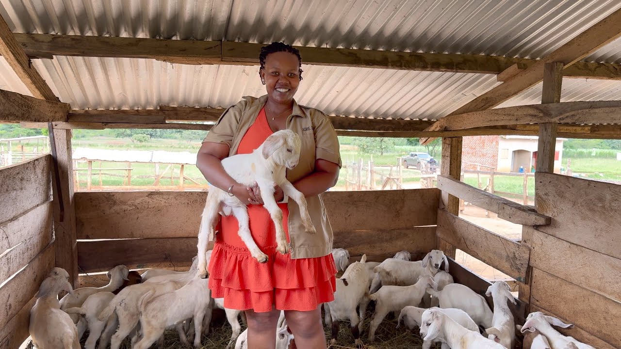 How I Multiply My Goats Like Crazy Without Buying a Single New One!