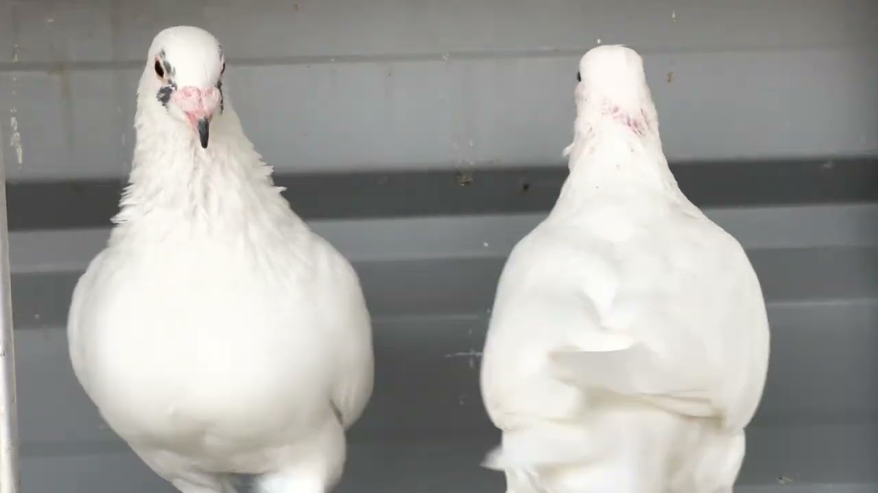 Breeding Pigeons