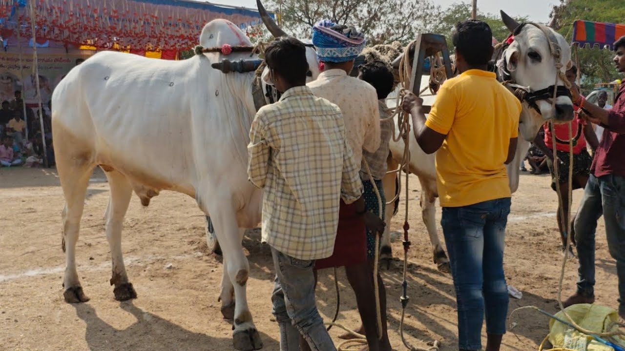 2026-బొమ్మిరెడ్డిపల్లి గిరక బండి పోటీలు. 11వజత అల్లగుండు చిన్నయ్య గారు