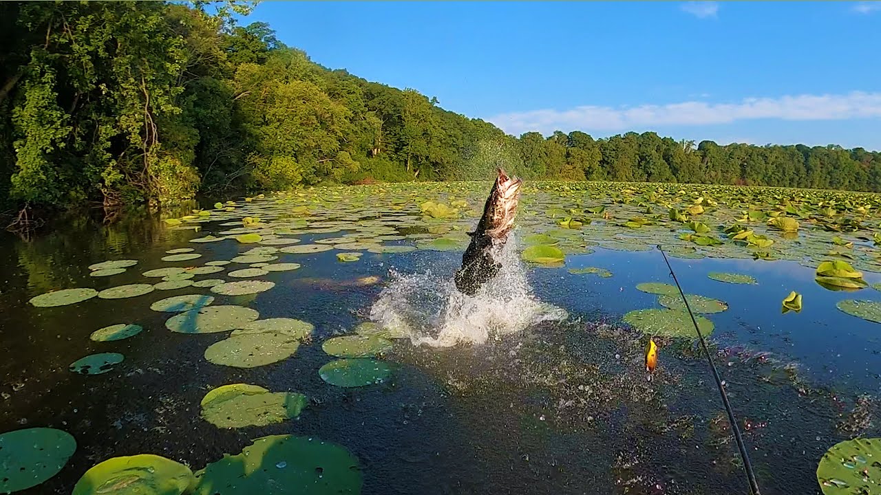 Snakehead FEEDING FRENZY! TAGGED Snakehead, Behemoth Snakehead, and Craziest Bite I've Ever Seen