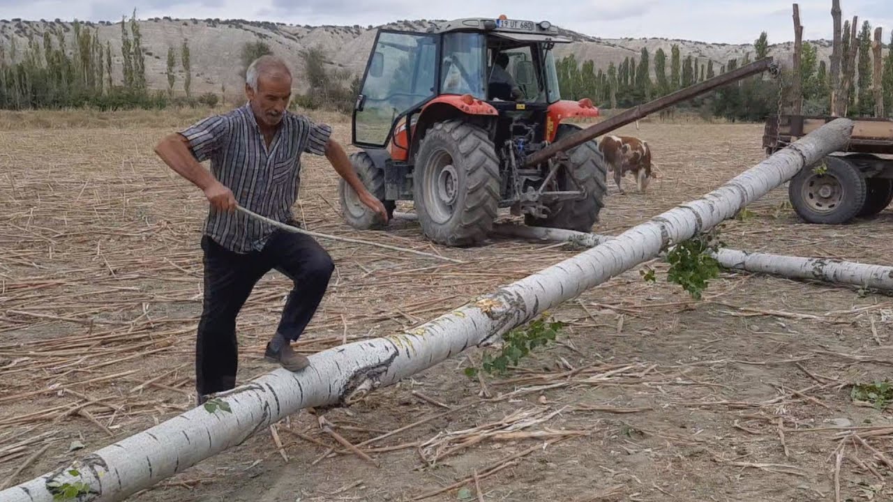 KAVAK KESİMİ NASIL YAPILIR! TRAKTÖR İLE RÖMORKA KAVAK YÜKLEME
