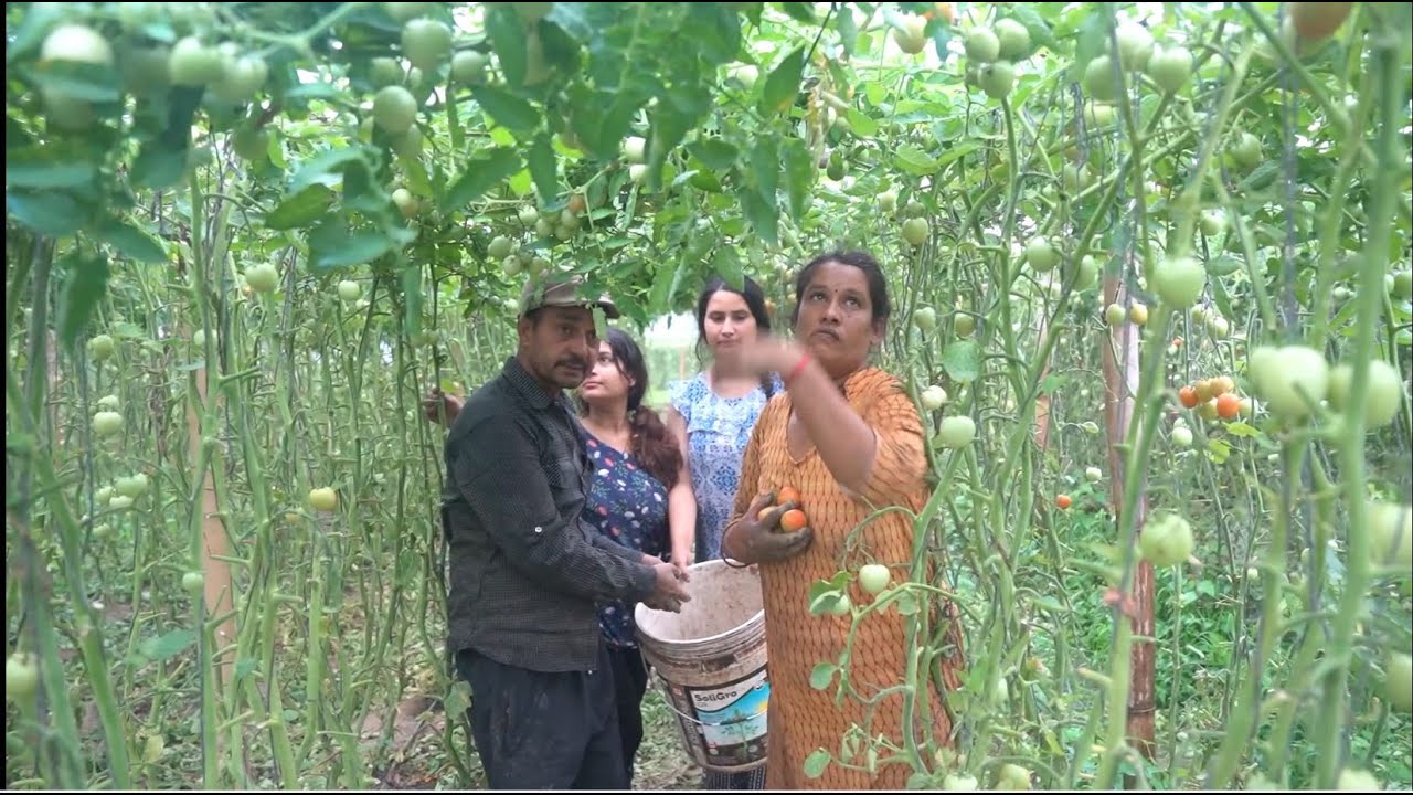 ४० रोपनीमा गोलभेडा खेती, बार्षिक कति हुन्छ त आम्दानी