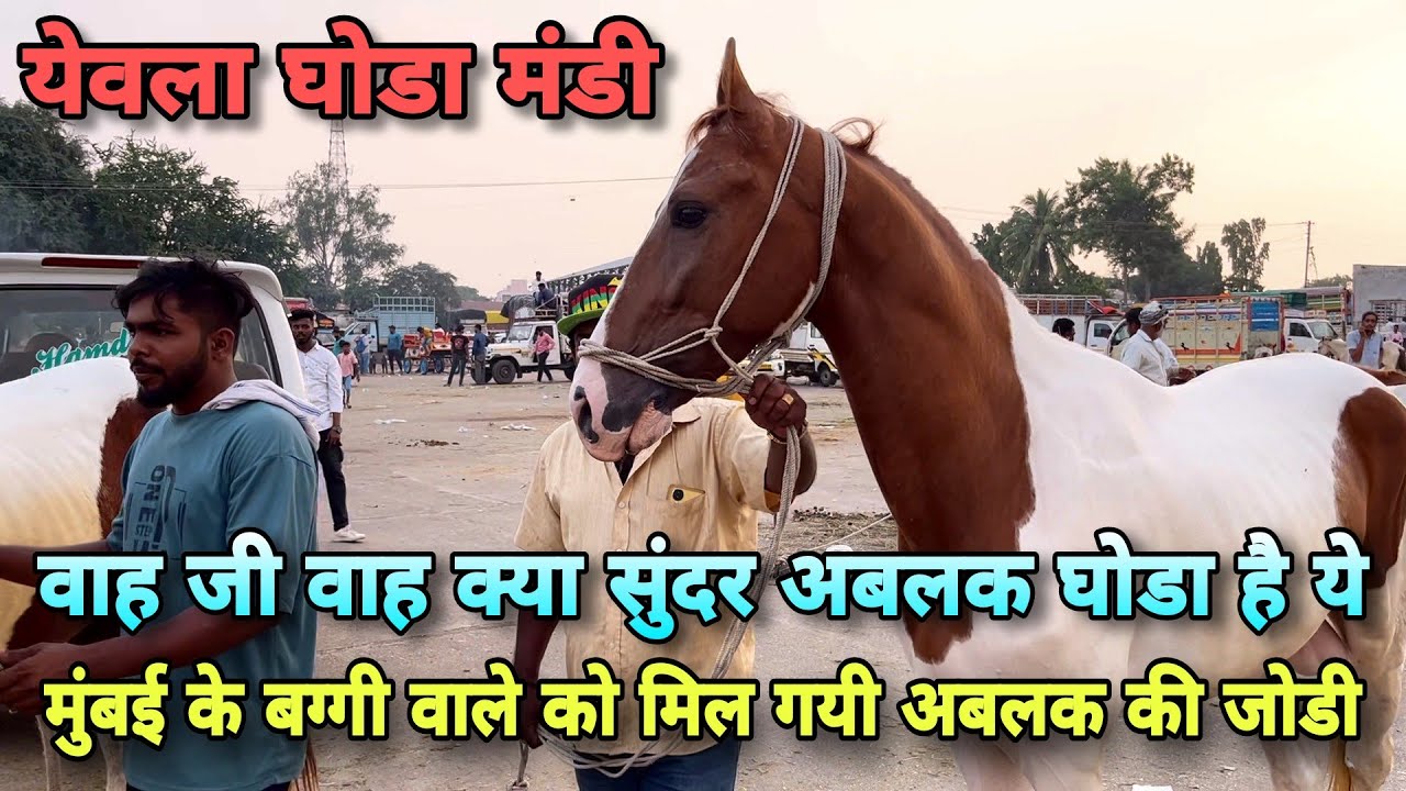 दशेरा घोडा मंडी 2023 के मंडी कूच घोडे देख लो।।Yeola Horse Market 2023 | Yeola Ghoda Mandi
