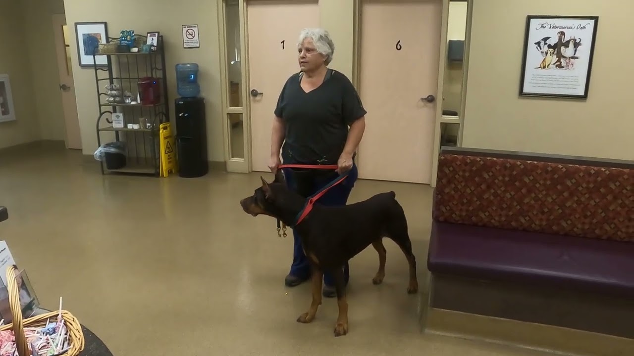 Rescue Dog of the Week! Stray Doberman