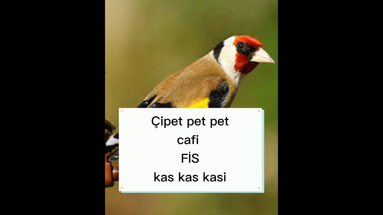 saka nameleri açıklamalı