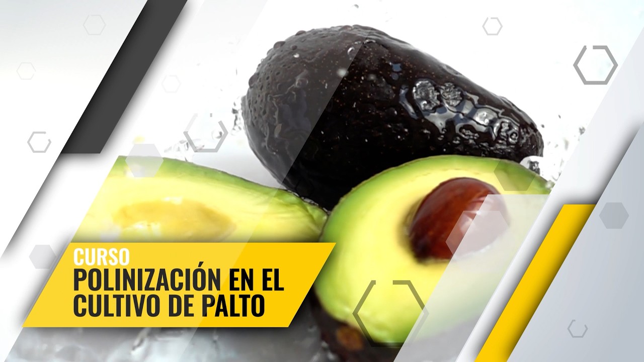 📅 Curso: POLINIZACIÓN EN CULTIVO DE PALTO 🥑🥑