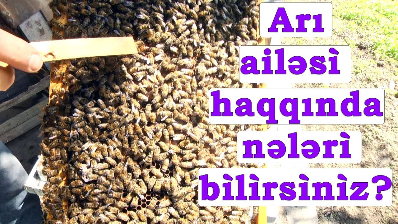 Arilar haqqinda maraqli melumatlar yeni ari ailesi nece yaratmaq olar