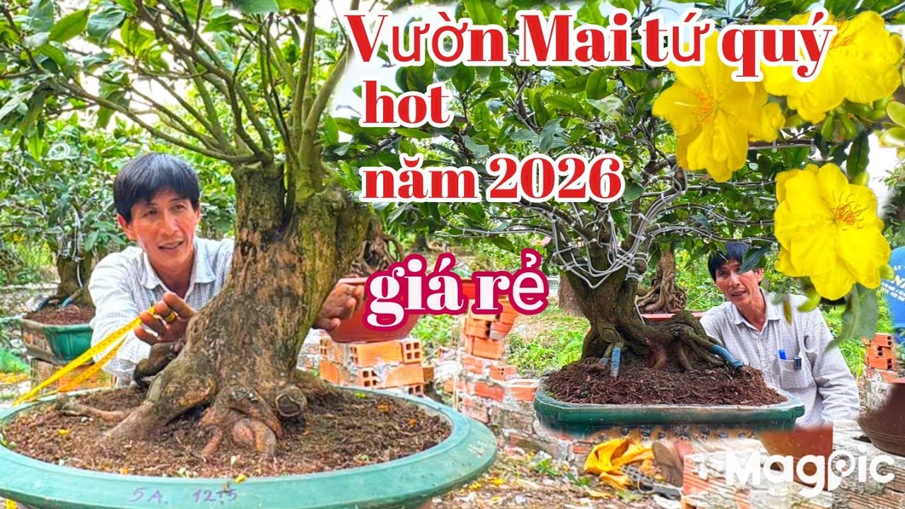 A Bình 👉 Zalo 0789498882 v 0704798882 Bất ngờ trước vườn mai tứ quý ghép SBBL 3 năm tại CT