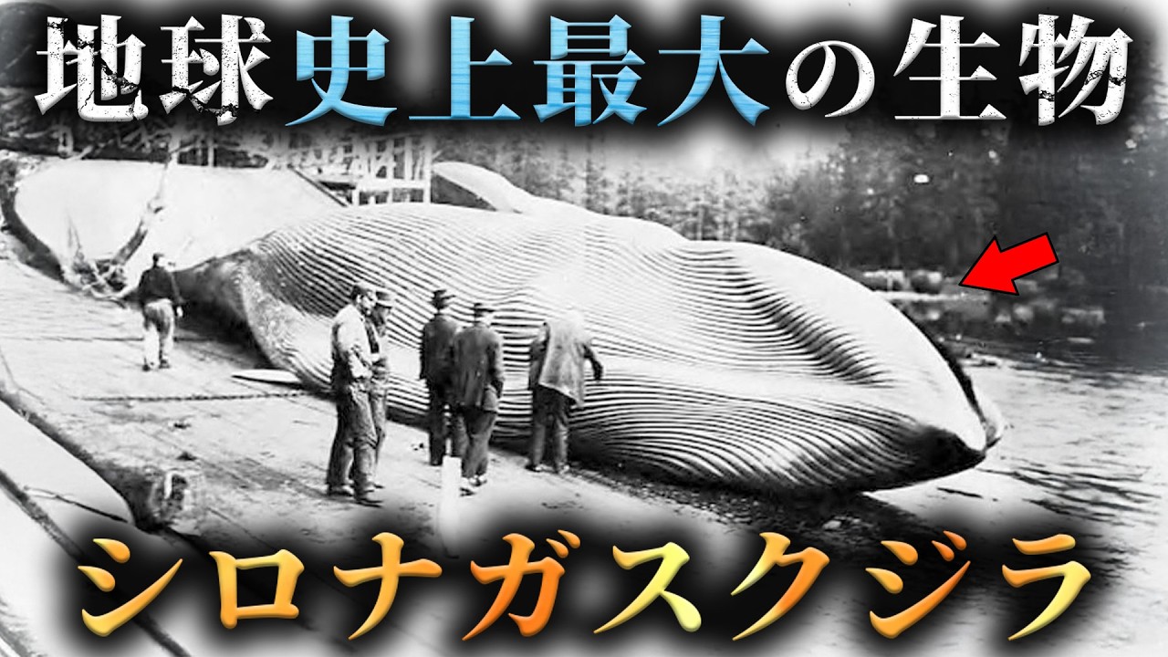 【進化】地球史上最大の生物シロナガスクジラはなぜここまで巨大化できたのか...？【 生物学 進化論 哺乳類 】