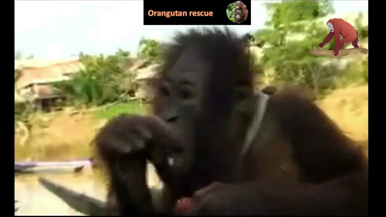 Rescue of a poor baby orangutan handed over to the authorities by the villagers. Really sad history