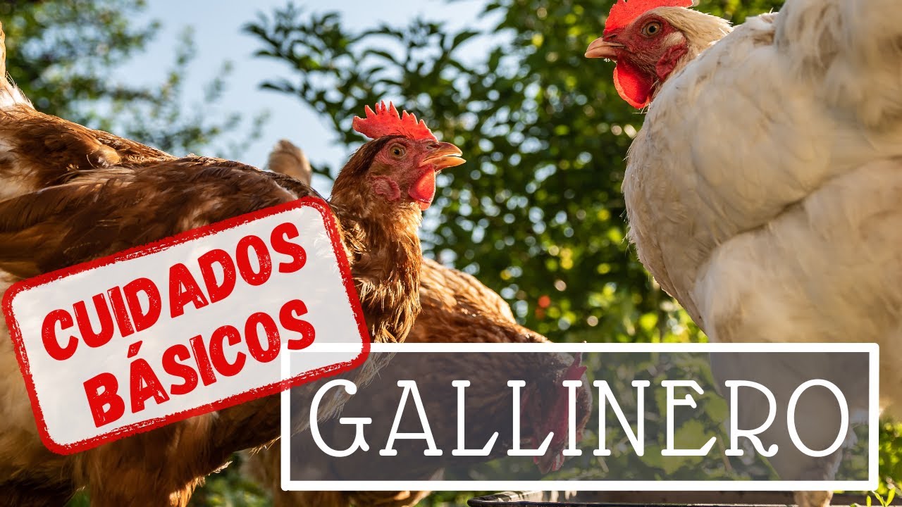 TODO lo que necesitas saber sobre GALLINAS🐓🐣