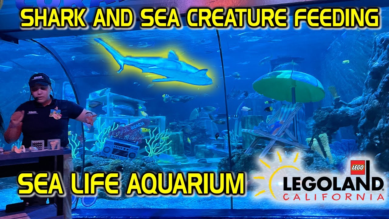 🦈🌊 Shark Feeding at LEGOLAND's SEA LIFE Aquarium: A Jaw-Dropping Experience!