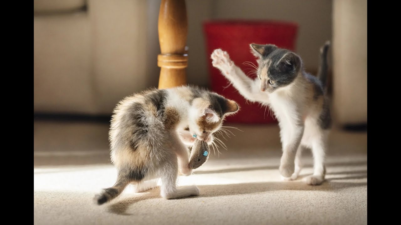 Gatos  #ai #arte #gatos
