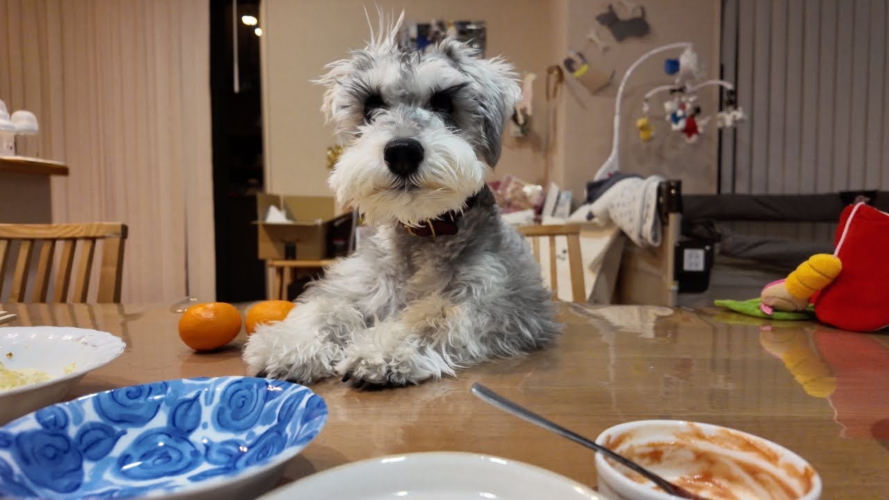 今にも何か喋りそうな犬
