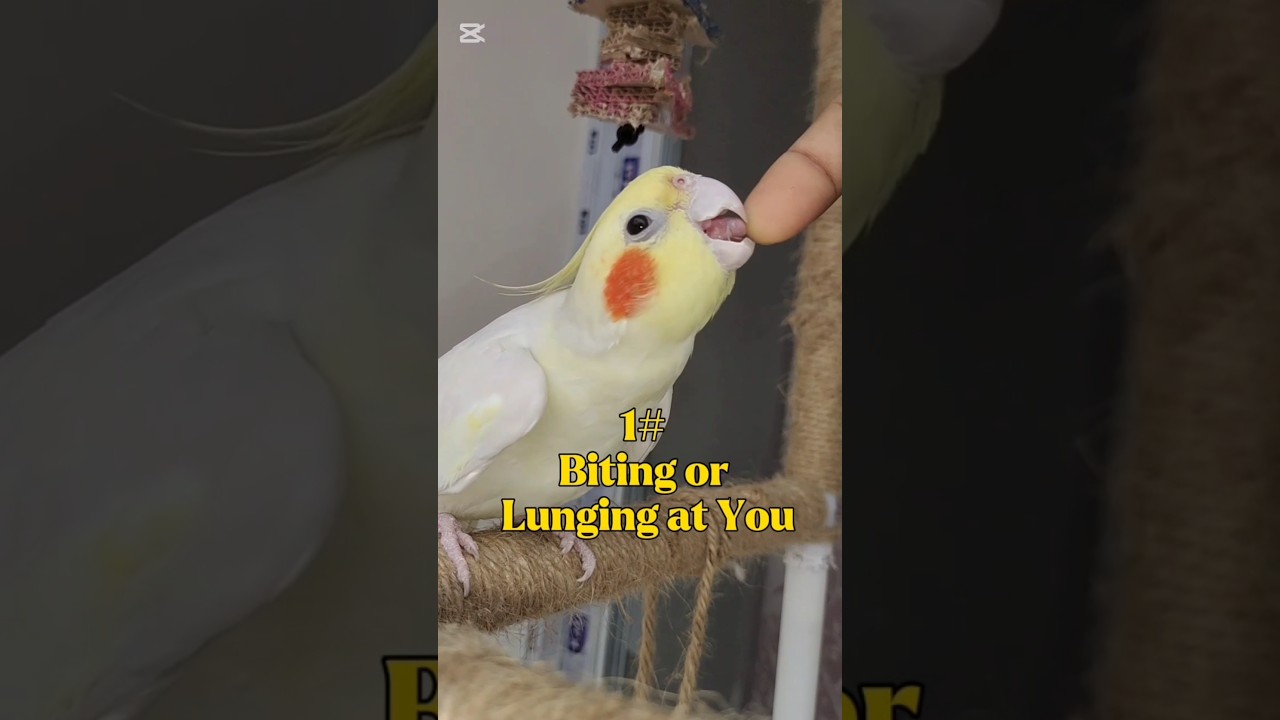 5 Signs Your Bird May Not LOVE or TRUST You (yet)