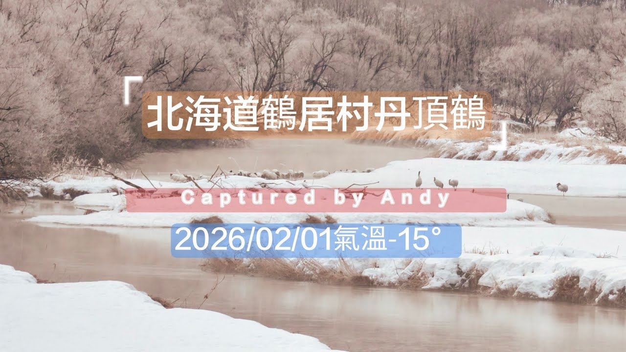 2026／02／01北海道鶴居村音羽橋雪裡川の丹頂鶴