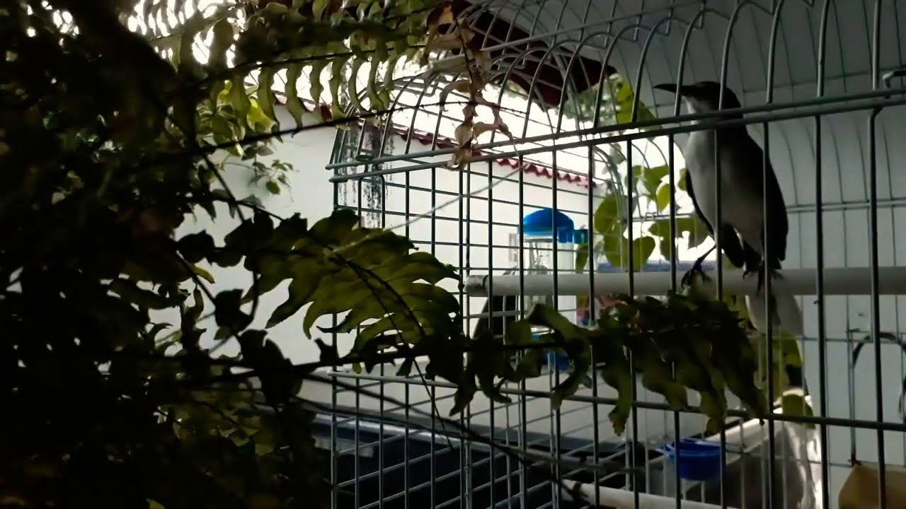 Kicau Kacer Amerika (Northern Mockingbird) bisa tiru suara ayam berkokok