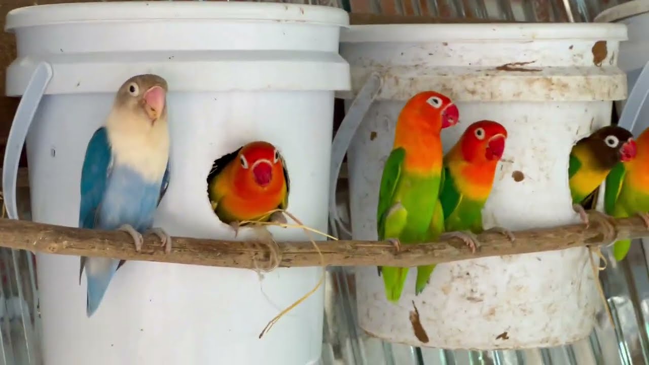 Beautiful Love birds Parrot 🥰 #parrot #budgielove #birdsounds #lovebirds