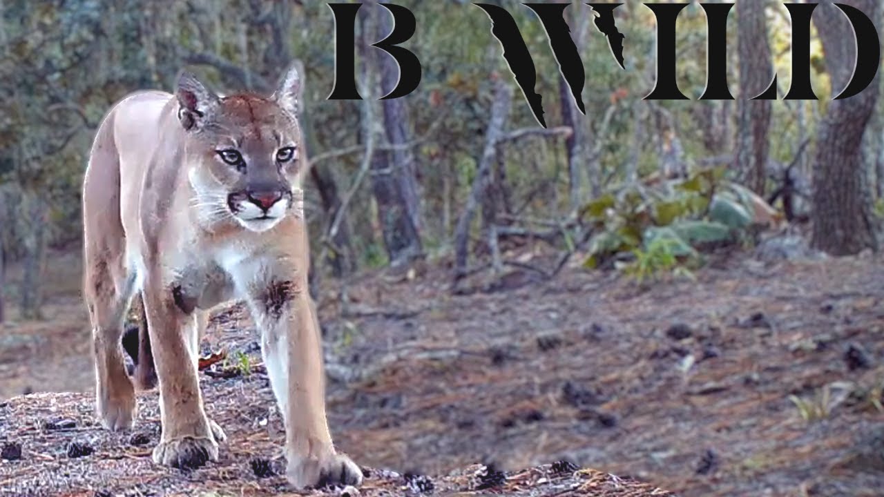 Guanajuato en su Estado Natural: Fauna Sorprendente