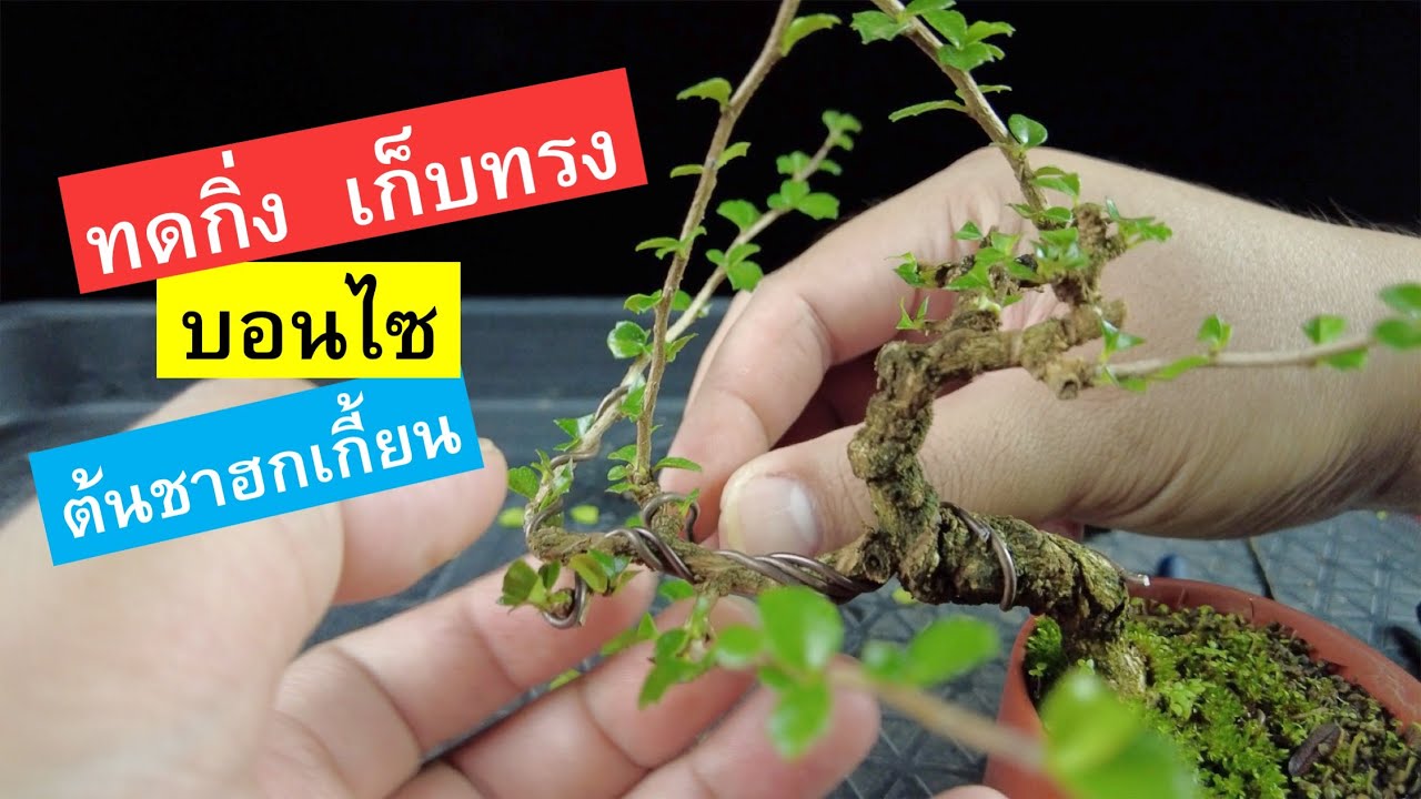 как сделать бонсай