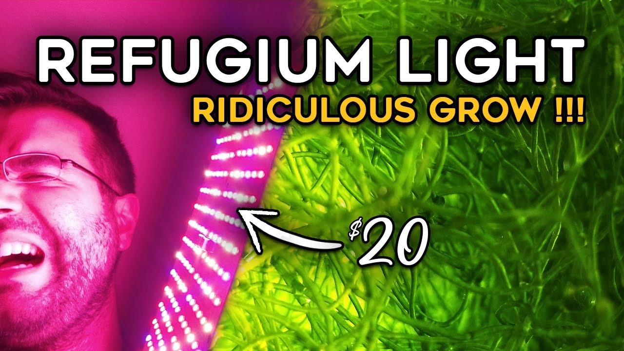 Cheap Refugium Amazon LIGHT - Grow Chaetomorpha like a Champion