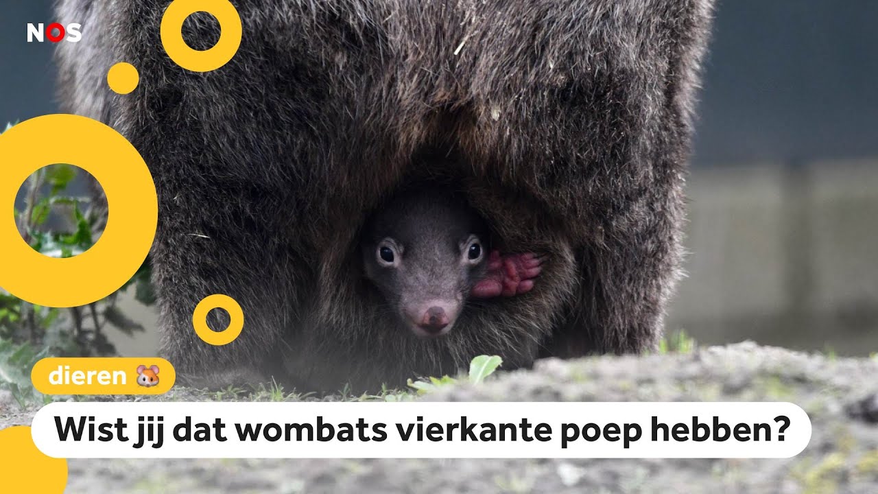 Voor het eerst een wombat geboren in Nederland