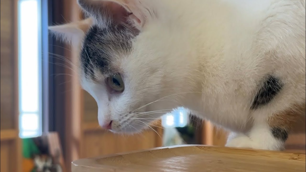 おねえちゃんの玄関掃除をジッと見つめる猫達