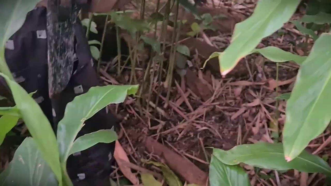 Ginger Bounty: Preparing the Soil for Ginger Digging _FarmersLife _Shorts