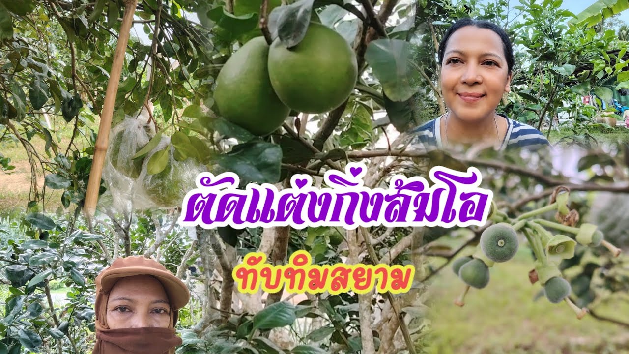 ตัดแต่งกิ่งส้มโอทับทิมสยามช่วงไหนดี หลังตัดแต่งควรให้ปุ๋ยบำรุงอะไร