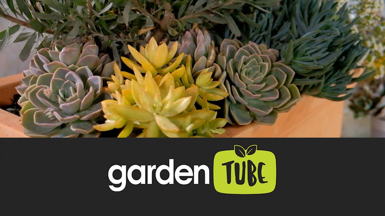A Pot Filled With Plants Perfect For The Cape