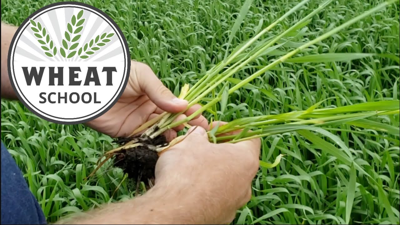 Wheat School: Predicting a response to added phosphorus and potassium