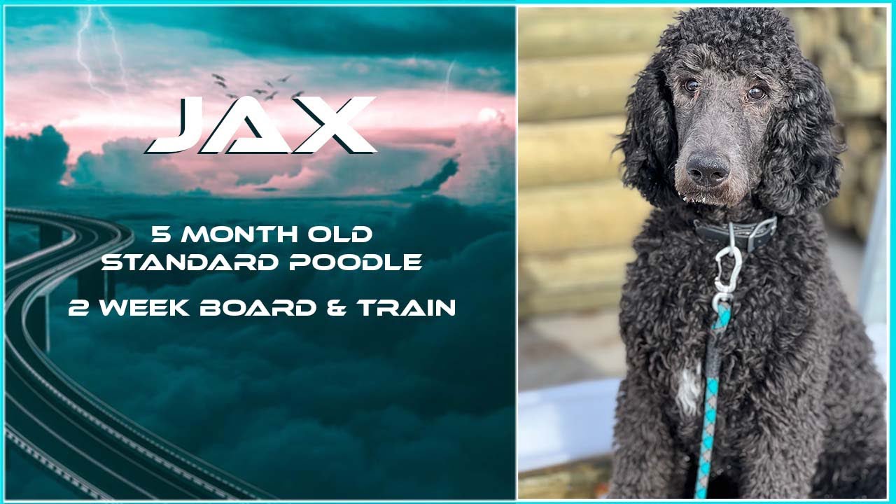 Layton City Dog Trainers ||| OLK9 Utah ||| 5 Month Old Standard Poodle, Jax