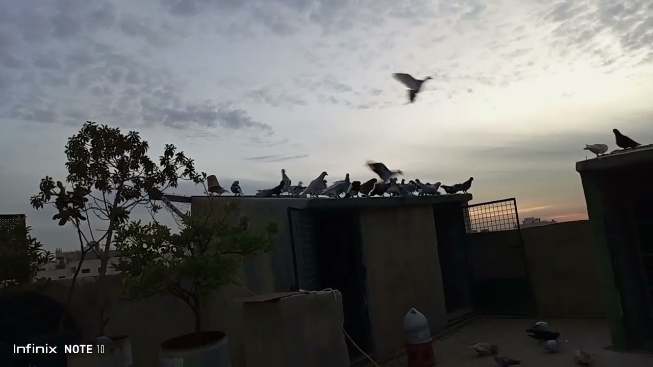 فيديو جميل ولم يتم الصيد فيه