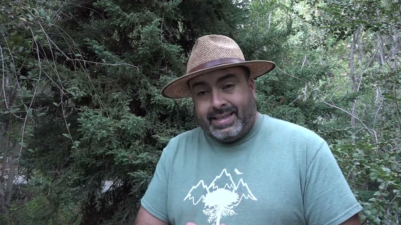 ALERCE ESPECIE SIEMPREVERDE