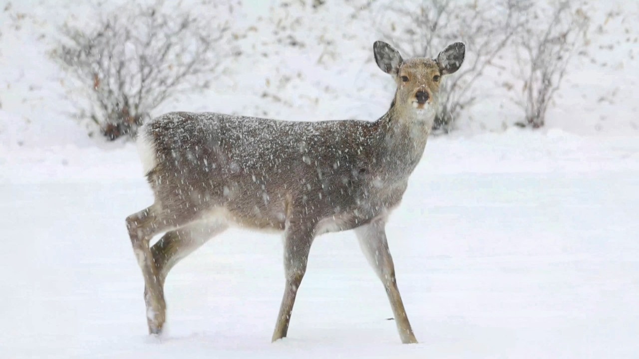 雪降る中のエゾシカ