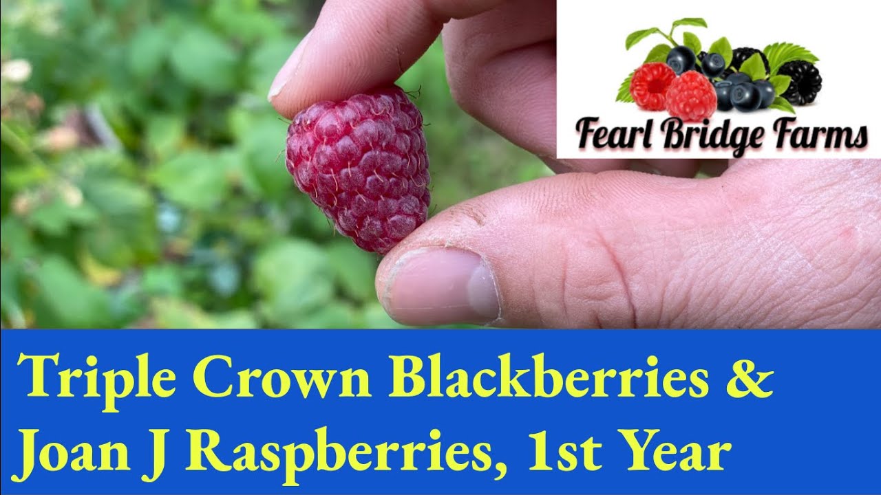 Growing Joan J Raspberries, Triple Crown Blackberries, and Heritage Raspberries from bare root