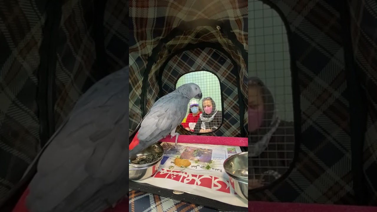 کاسکو بررسی توسط امیدشایگان قدرت درک هوش زیبایی توانایی احساسات طوطی دامپزشکی درمان رفتارشناس