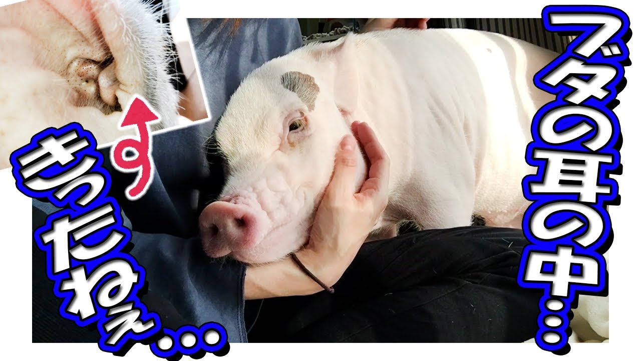 #64【閲覧注意】お手入れ苦手なブタを飼うとこうなるぞ【前編】